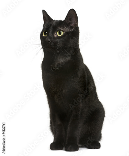 Fototapeta Naklejka Na Ścianę i Meble -  Black cat sitting in front of white background