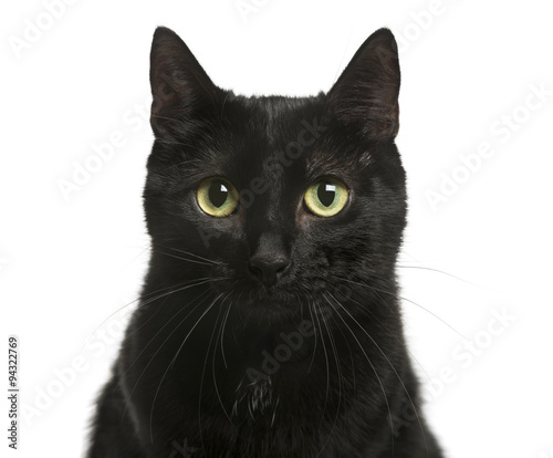 Fototapeta Naklejka Na Ścianę i Meble -  Close-up of a Black cat in front of white background