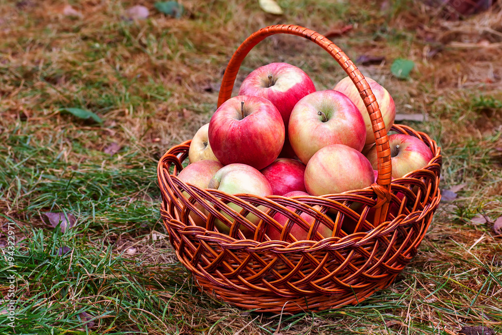 big red apples in the basket big red apples in the basket