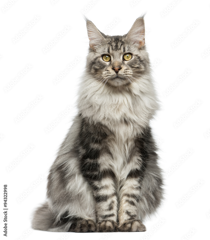 Maine Coon sitting in front of a white background - obrazy, fototapety, plakaty 