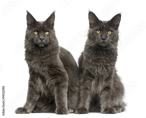 Two Maine Coons in front of a white background