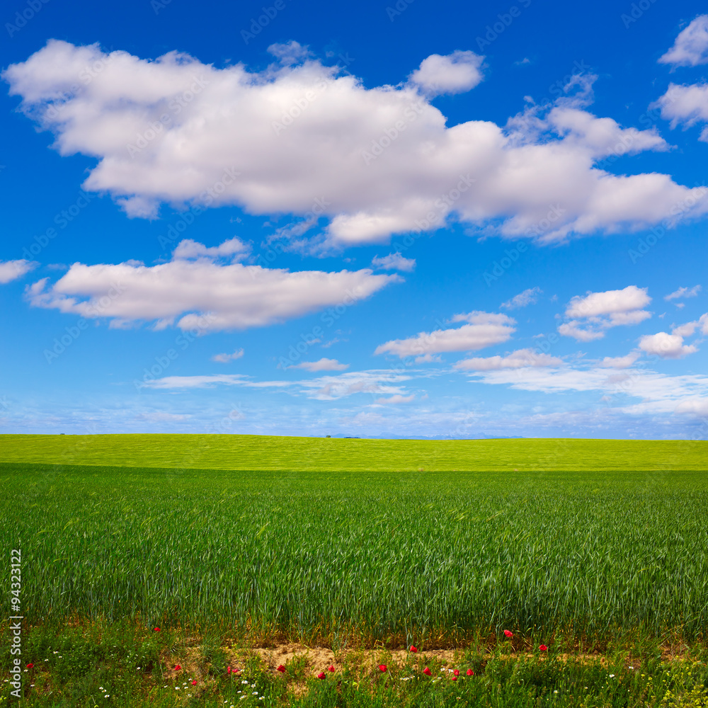 Cereal fields The Way of Saint James Castilla Leon Cereal fields The Way of Saint James Castilla Leon