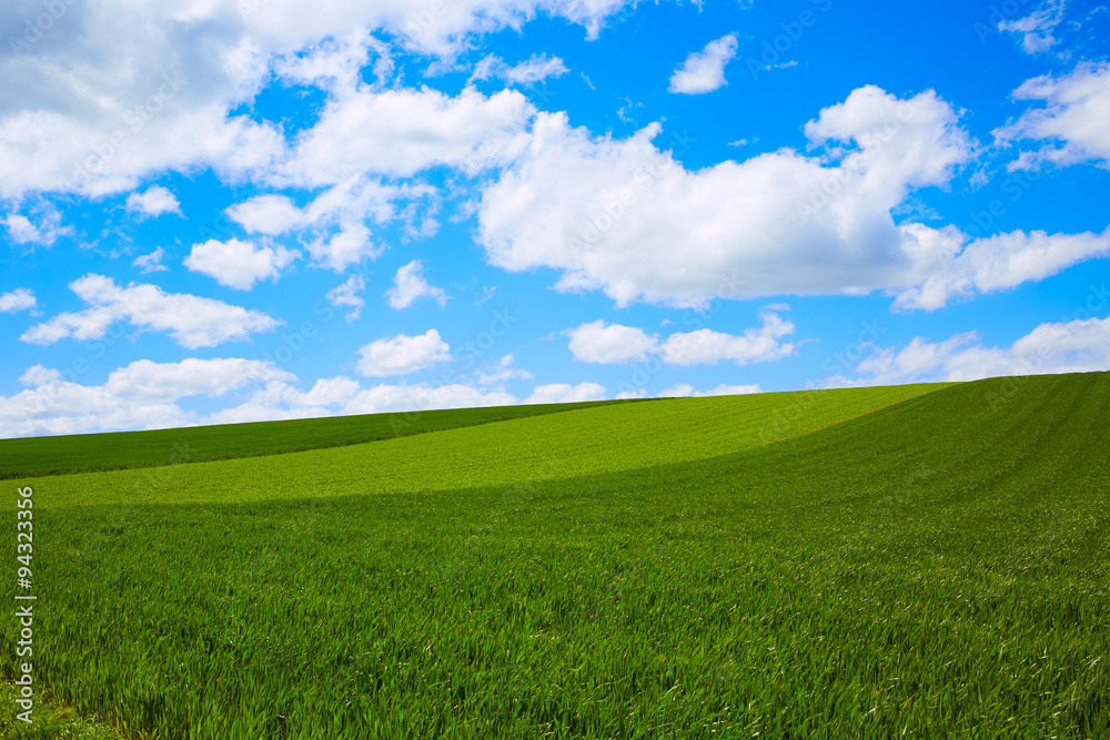 Cereal fields by The Way of Saint James in Castilla