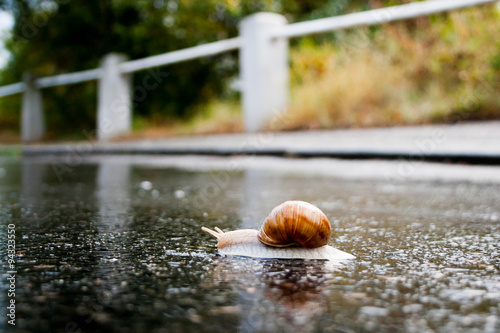 Snail crawling on the wet asphalt road