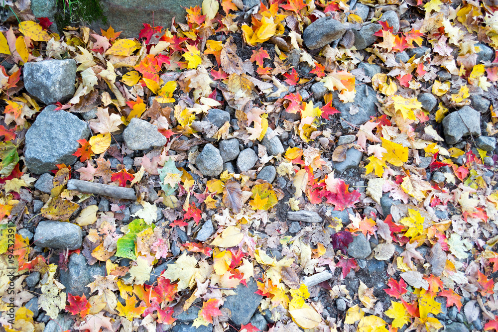Assorted colorful leaves