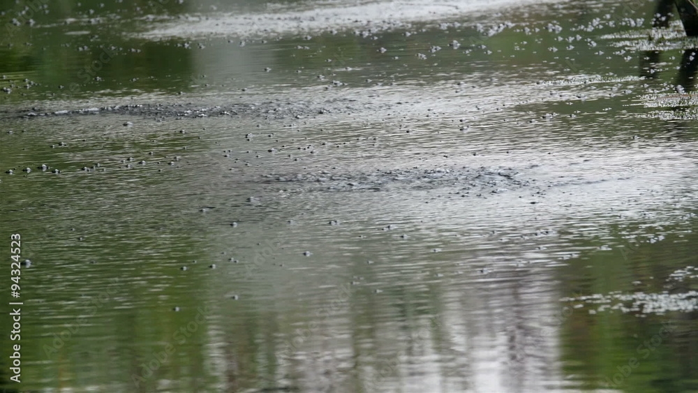 Sprinkles of bubbles on the lake with green grass on the side Sprinkles of bubbles on the lake with green grass on the side