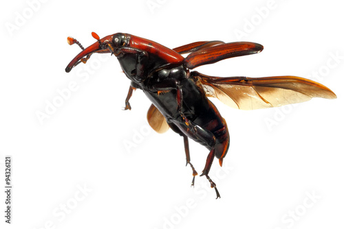 Fotografía Flying up / Red palm weevil (Rhynchophorus ferrugineus) - one of the main pest of date palm trees plantations