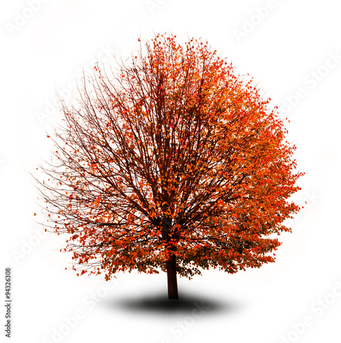 Baum mit herbstlich verfärbren Blättern
