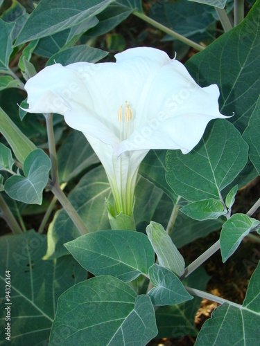 Datura ordinary, or Datura smelly (lat. Datura stramonium) - Europe's common view of herbaceous plants of the genus Datura Solanaceae family (Solanaceae).