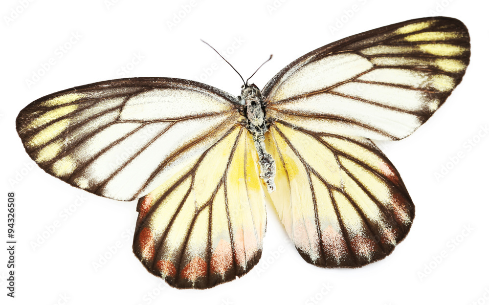 Naklejka premium Colorful butterfly isolated on white