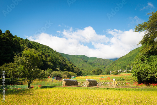 Autumn rice field