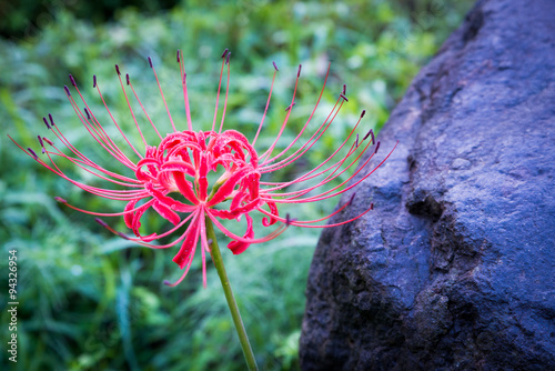 Amaryllis and rock