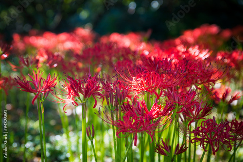 Cluster amaryllis