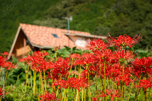 Amaryllis and triangular roof house