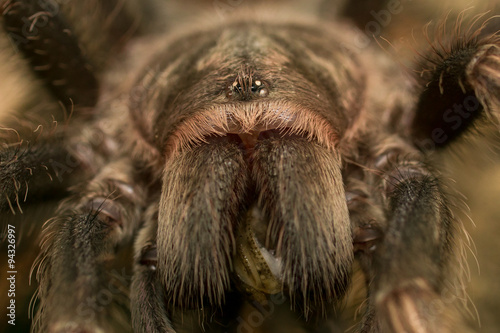 Vogelspinnen Portrait - lasiodorides striatus