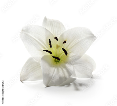 Lily isolated on white