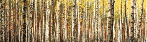 autumn birch forest landscape panorama #94329346