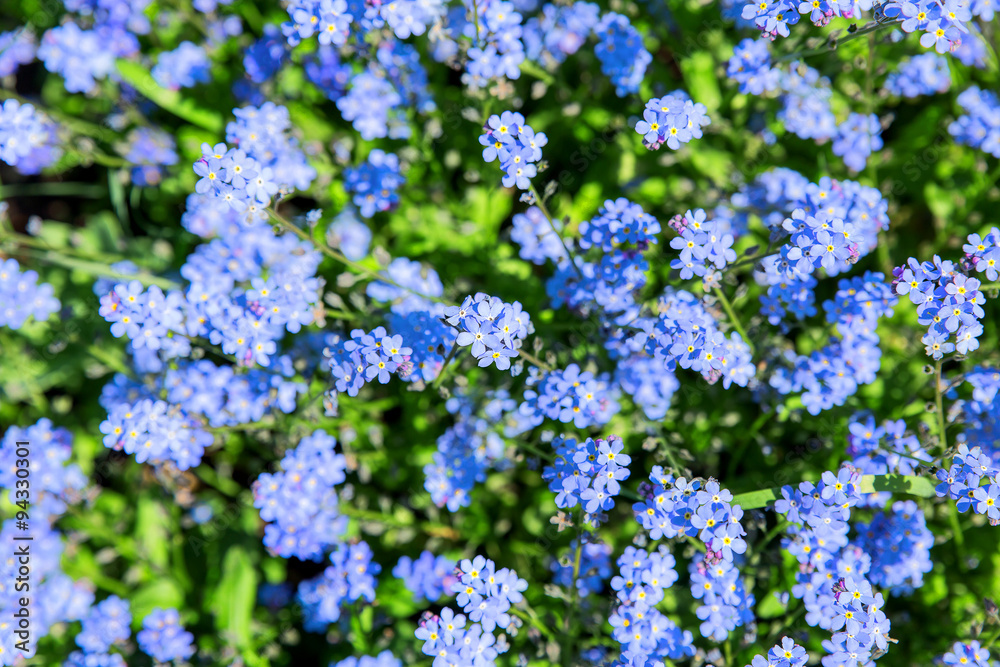 Forget-me-not flowers. Natural summer background.