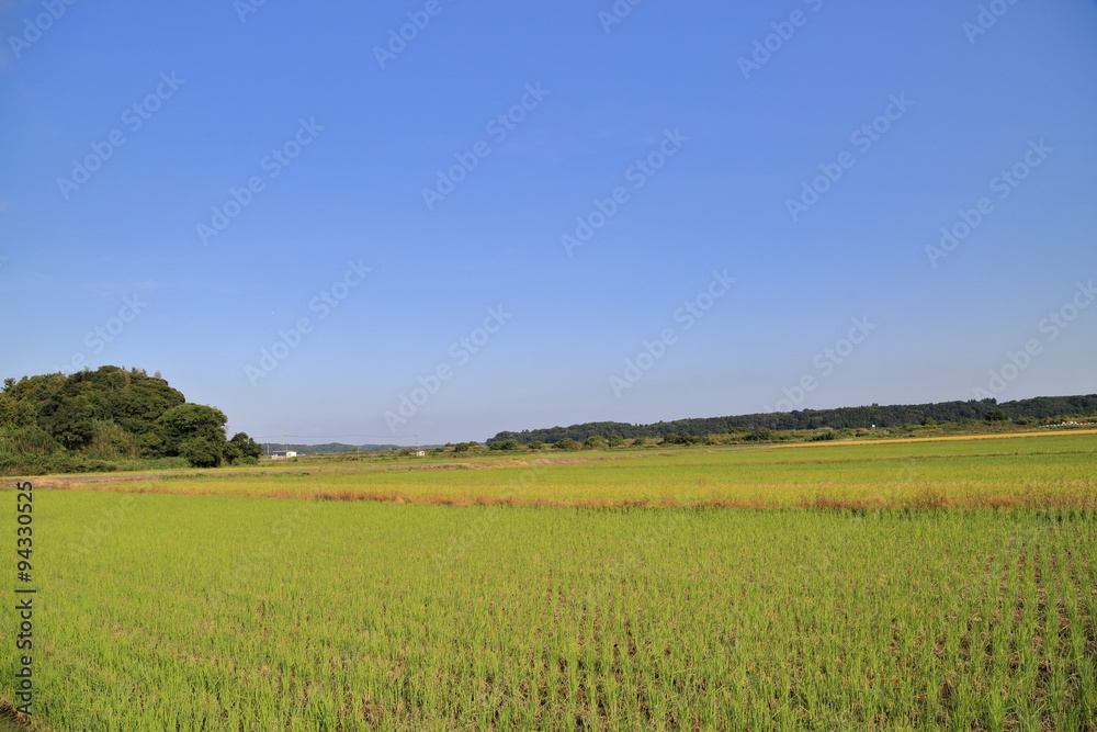 Fototapeta premium 稲刈り後の田んぼ