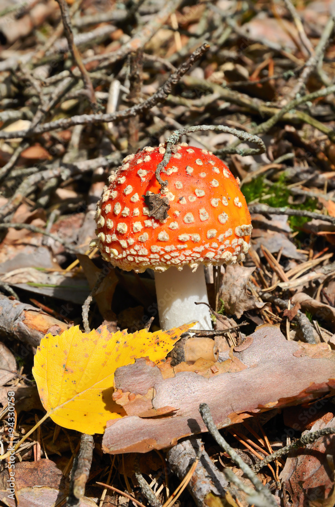 Red mushroom Red mushroom