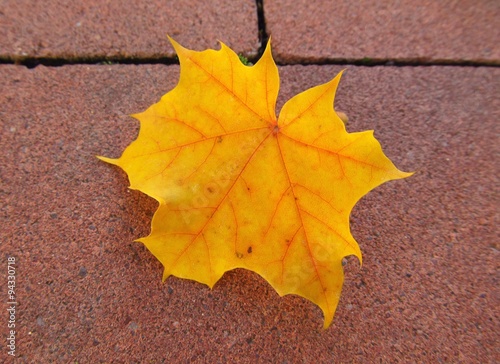 bright yellow maple leaf on the pavement