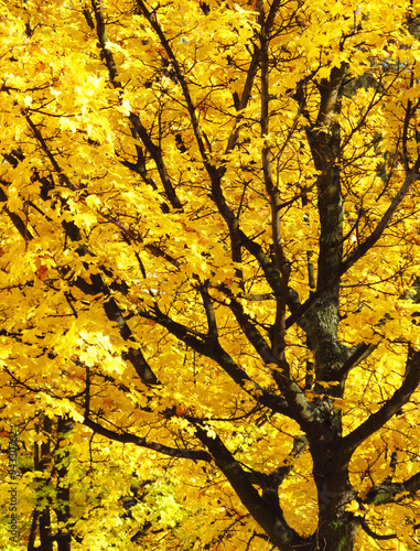 old maple tree with colorful leaves on crooked branches in autumn