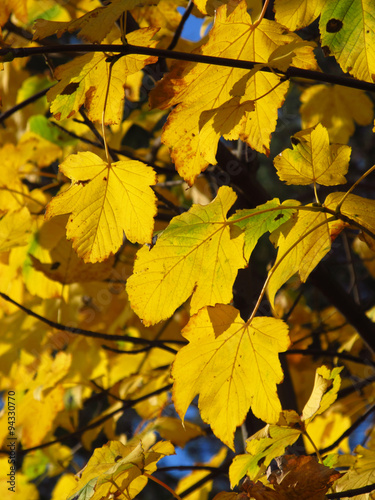 twigs with bright yellow maple leaves in autumn