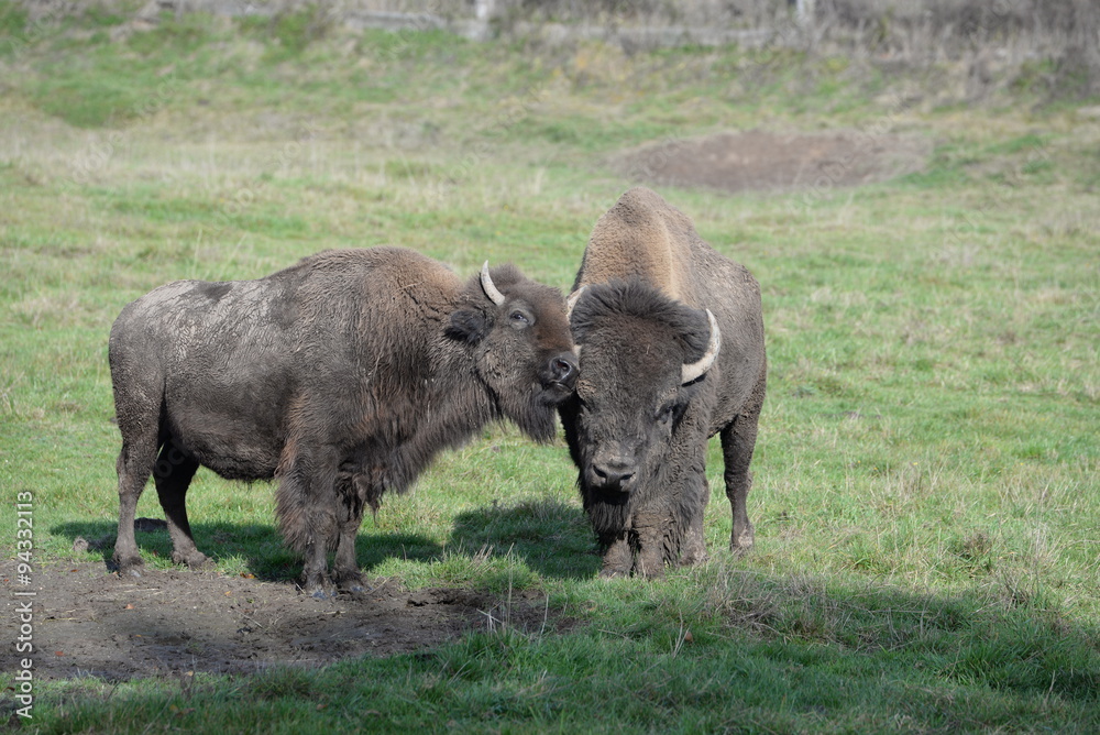 Bisonpaar auf der Weide