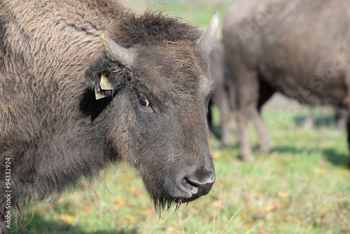 Bisonblick, Bisonportrait