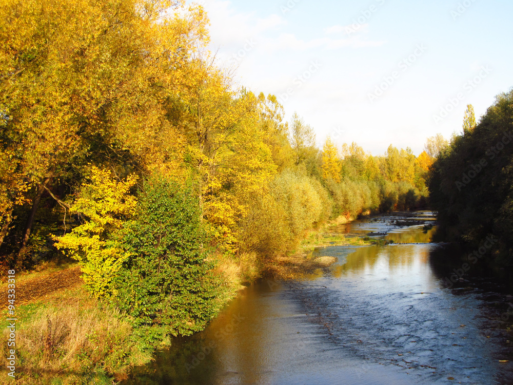 trees with yellow leaves on the bank of a river in autumn