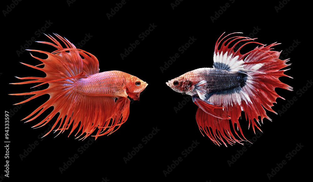 Obraz premium betta fish, siamese fighting fish isolated on black