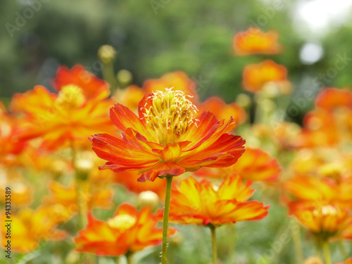 closeup orange cosmos flower