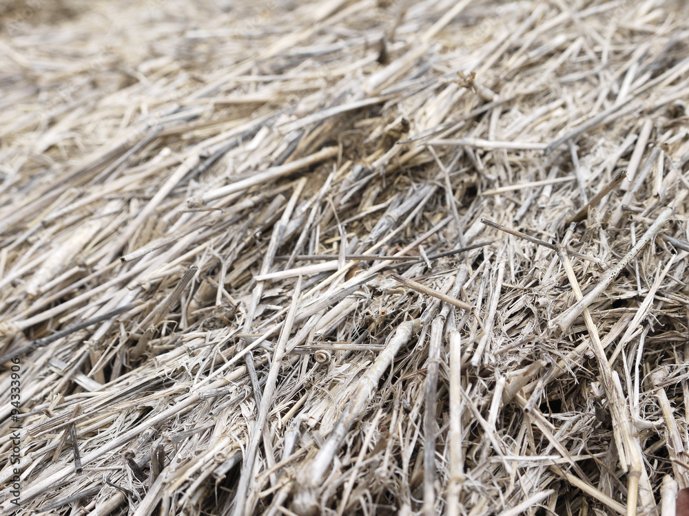 closeup hay dry grass