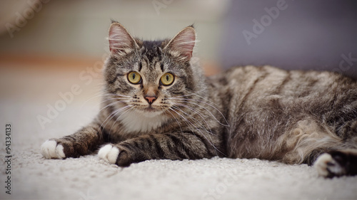 The striped domestic cat with yellow eyes