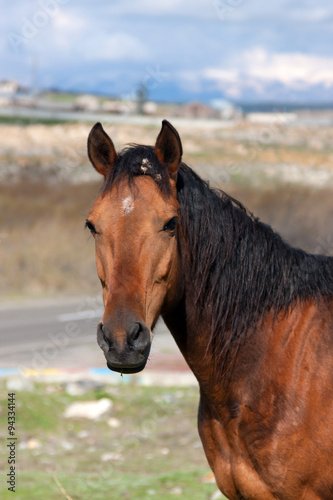 Closeup brown horse portrait © Armen Iskandaryan