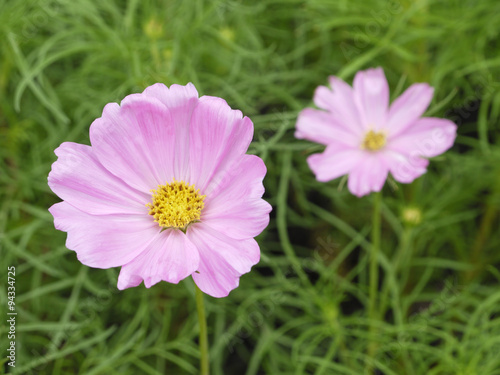 Cosmos flower