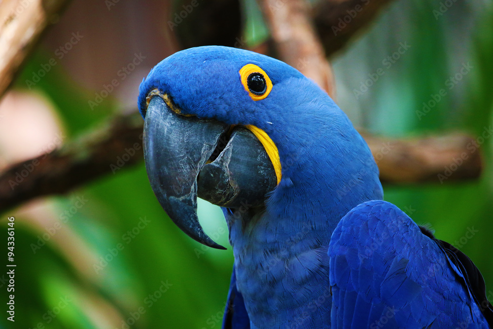 Obraz premium Blue Parrot