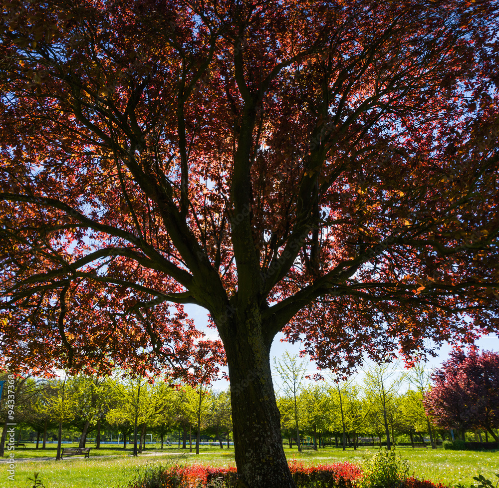 Copa de arbol Prunus o Ciruelo rojo , a contraluz  con las hojas rojizas. Parque en primavera