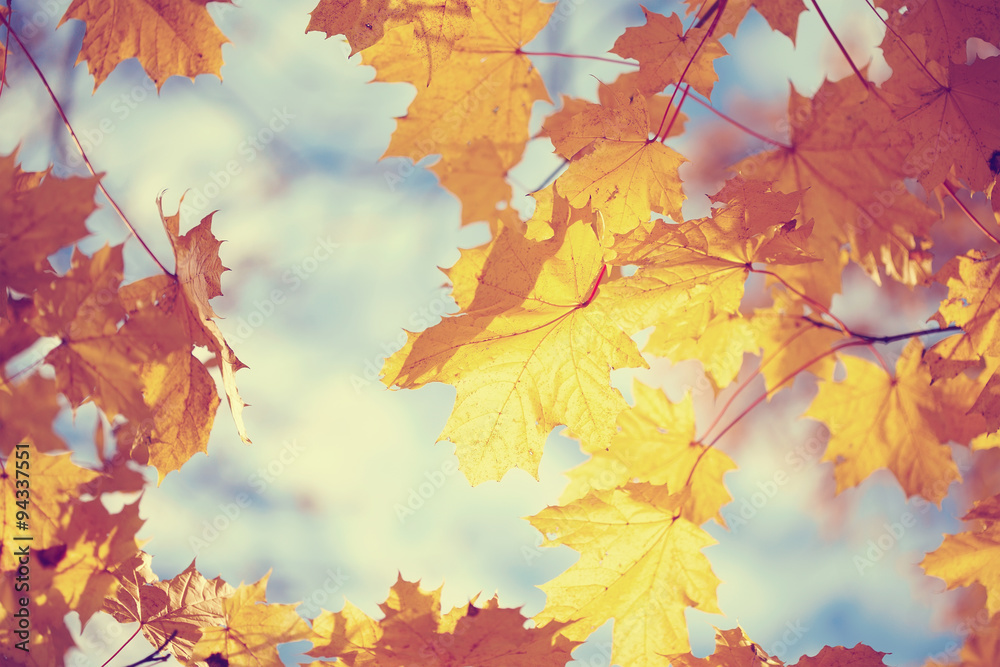 Yellow maple autumn leaves