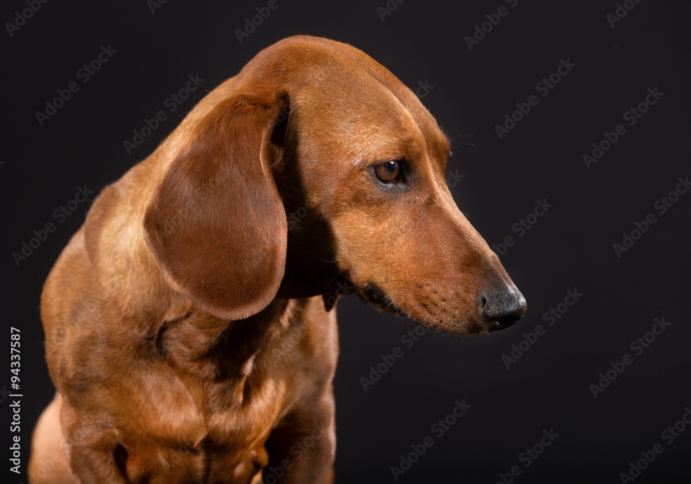 Shorthaired dachshund