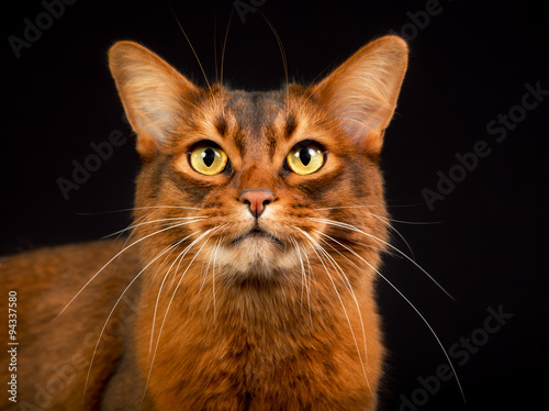 Foto Purebred Somali cat