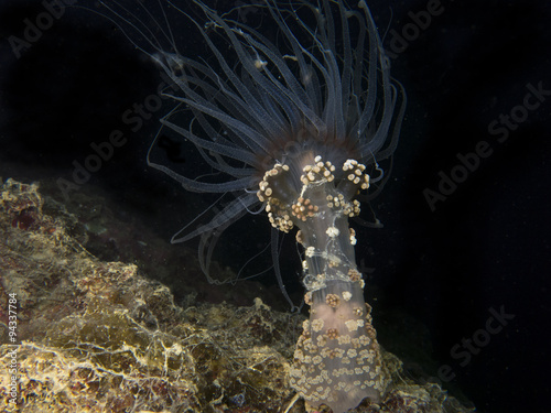 Canvas Print Detail of actinia, sea anemone in mediterranean sea