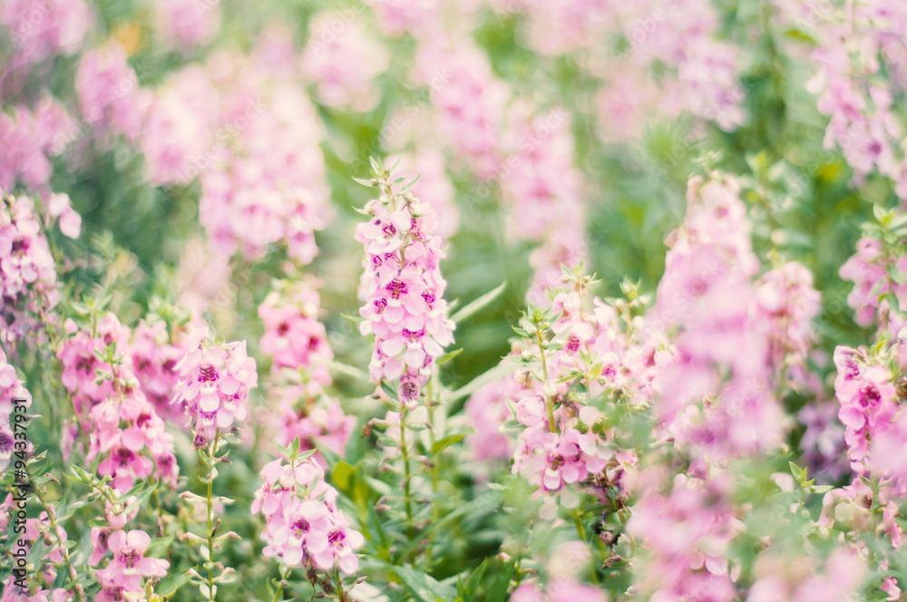 Obraz premium Sweet pink flower