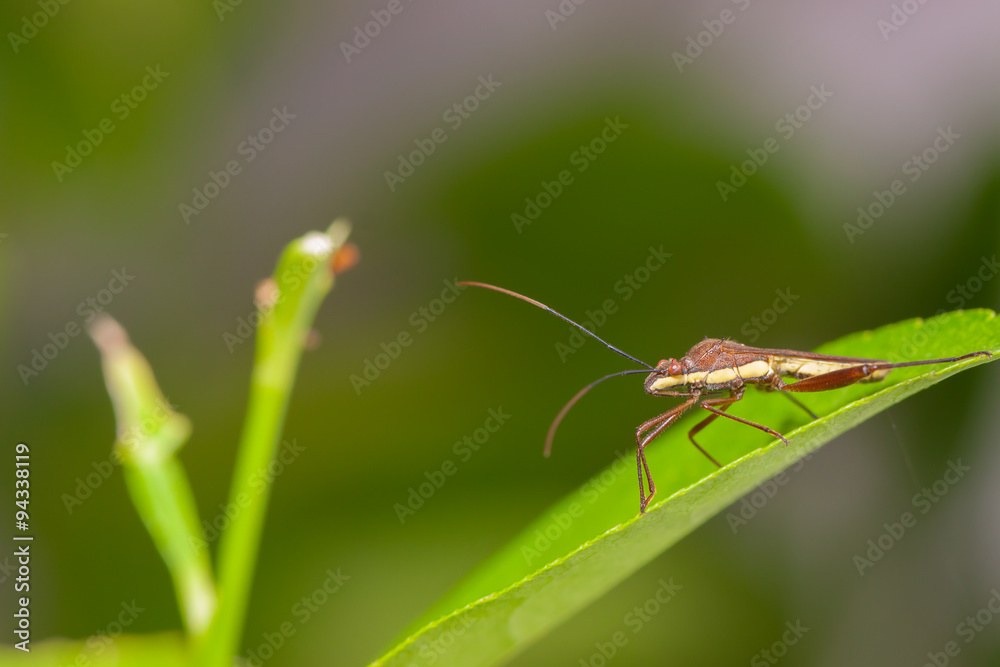 insect insect