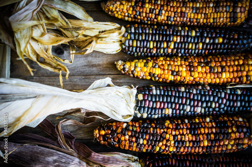 Multicolored indian corn on rustic wooden background