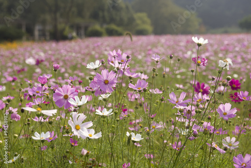 Gesang flowers