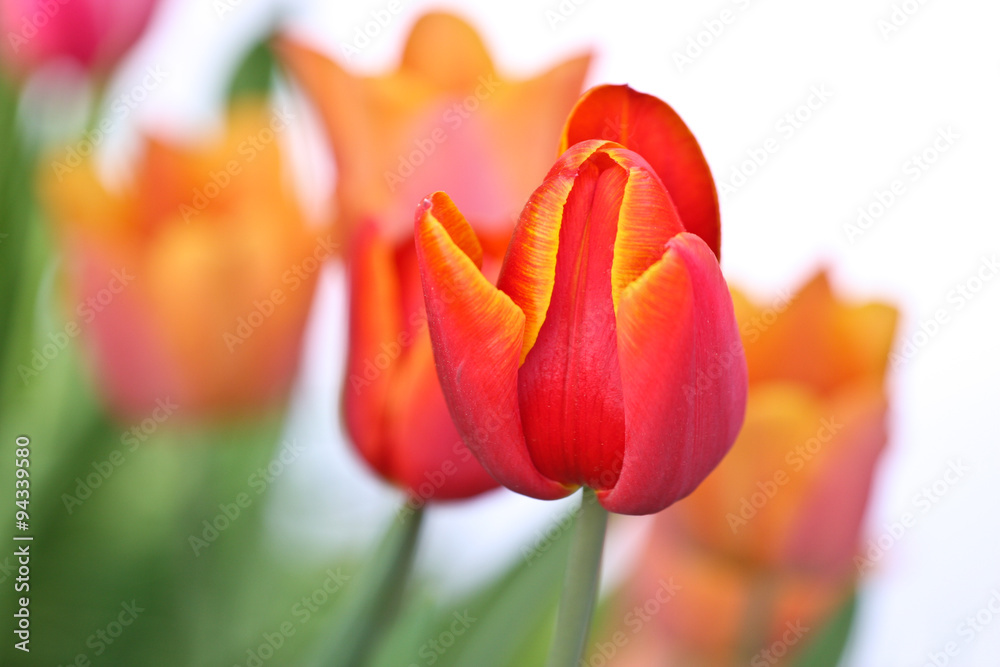 Fototapeta premium Orange tulips in a garden
