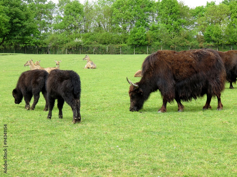 Fototapeta premium yack