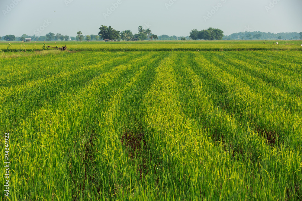 Green rice field background on sunshine