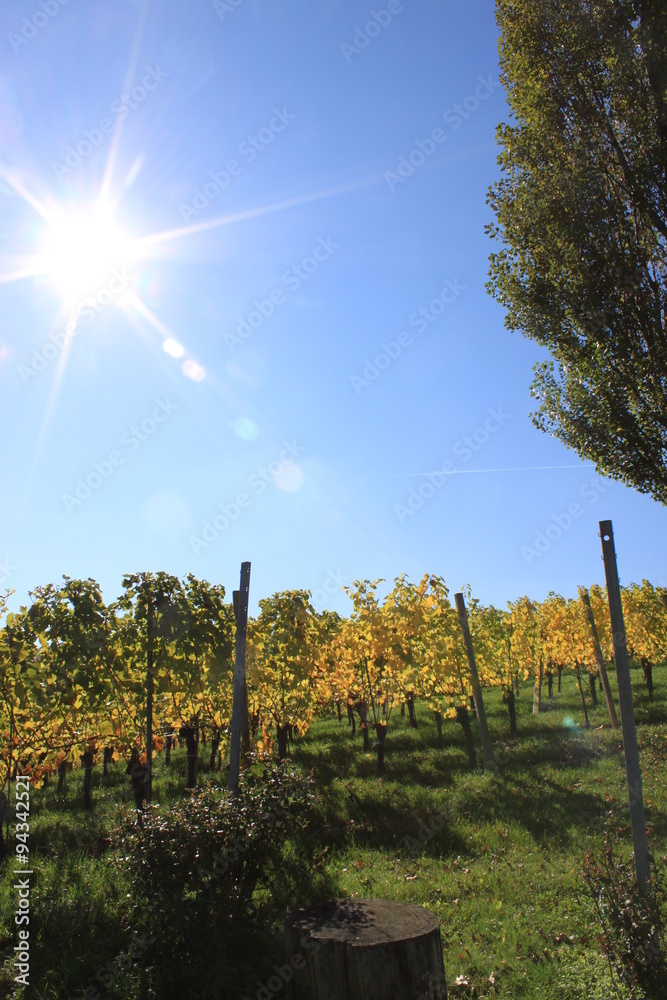 Fototapeta premium Weingarten Sernauberg 2015 28